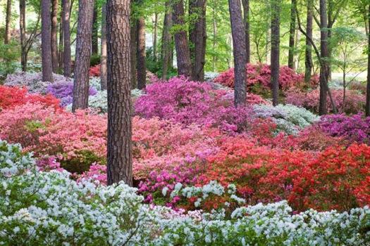Azalea 'mother's Day' - View 14 from www redcrocus com