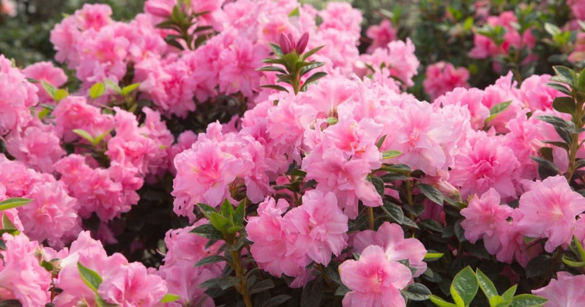 Azalea 'mother's Day' - View 19 from www redcrocus com