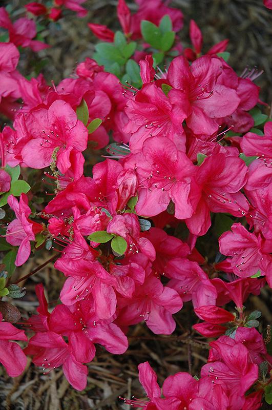 Azalea 'mother's Day' - View 1 from www redcrocus com