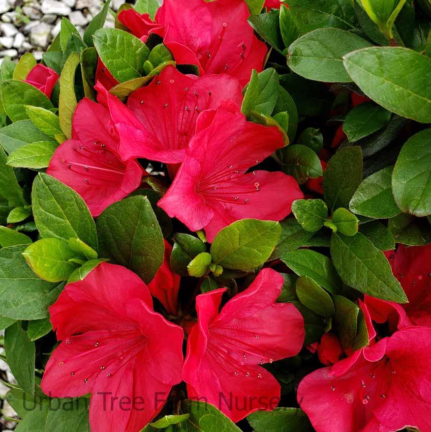 Azalea 'mother's Day' - View 22 from www redcrocus com