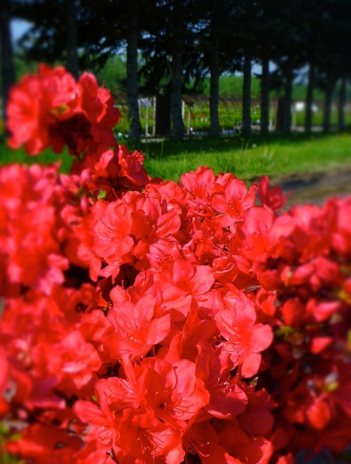 Azalea 'mother's Day' - View 23 from www redcrocus com