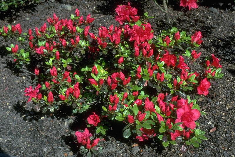 Azalea 'mother's Day' - View 2 from www redcrocus com