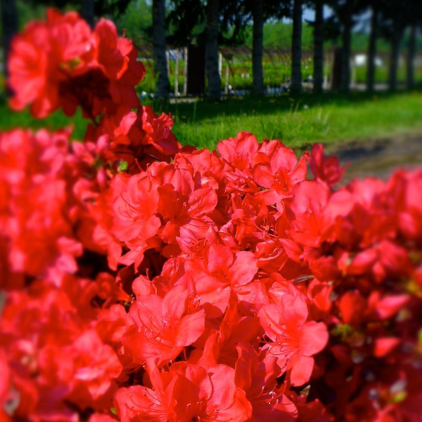 Azalea 'mother's Day' - View 5 from www redcrocus com