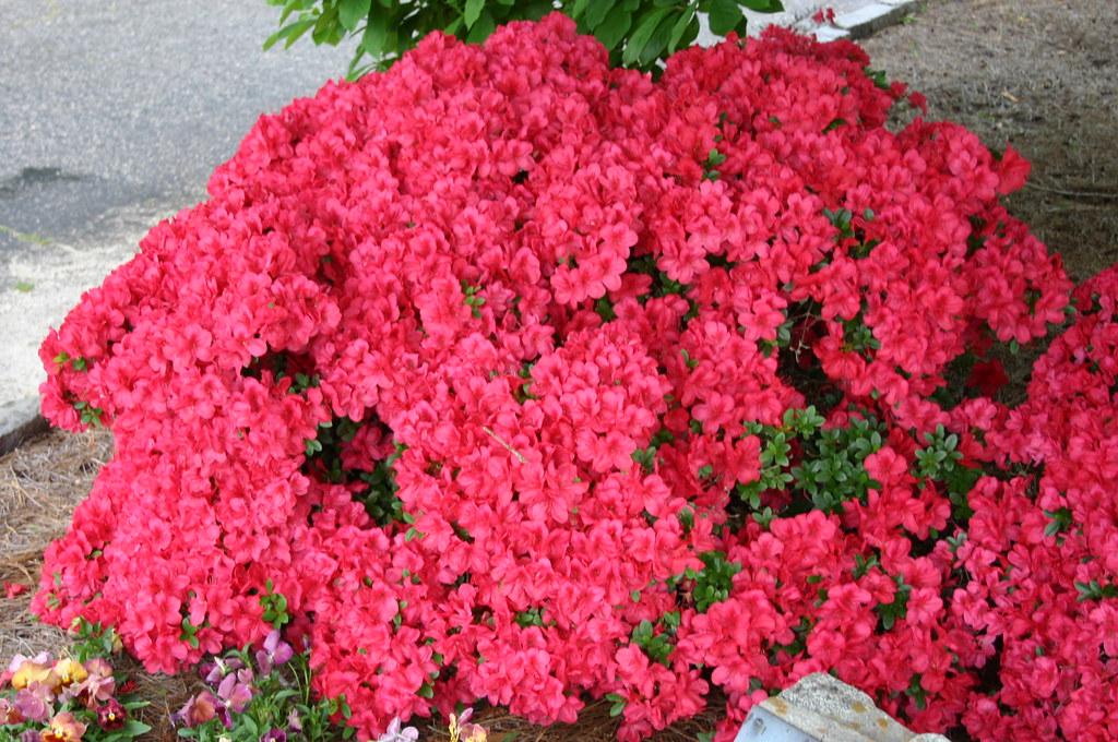Azalea 'mother's Day' - View 7 from www redcrocus com
