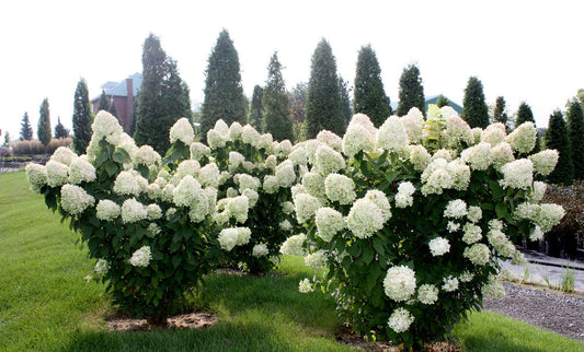 Hydrangea Paniculata Limelight - View 10 from www redcrocus com