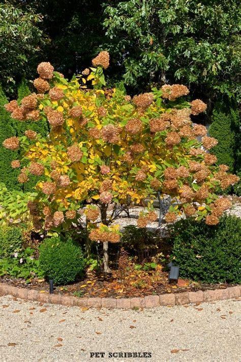 Hydrangea Paniculata Limelight - View 1 from www redcrocus com