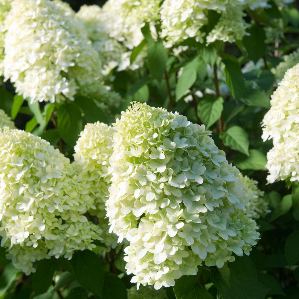 Hydrangea Paniculata Limelight - View 21 from www redcrocus com