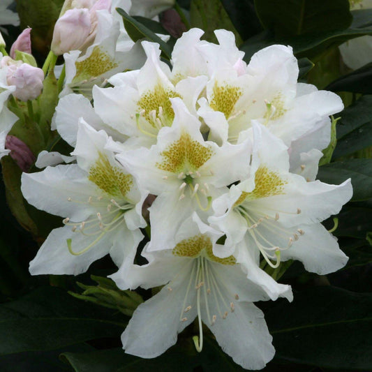 Rhododendron Cunningham S White - View 10 from www redcrocus com