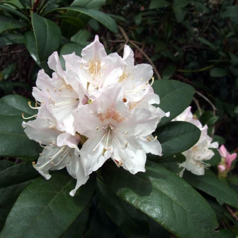 Rhododendron Cunningham S White - View 20 from www redcrocus com