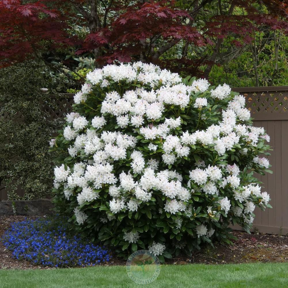 Rhododendron Cunningham S White - View 5 from www redcrocus com