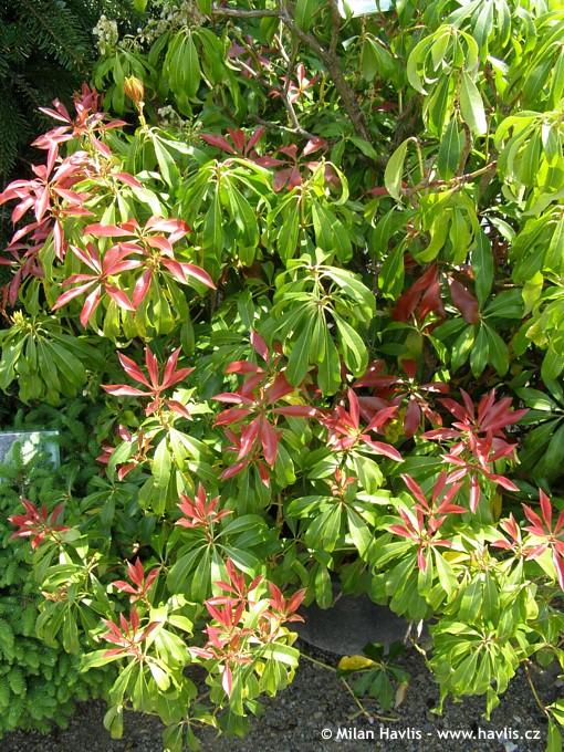 Pieris Japonica 'red Mill' - View 10 from www redcrocus com