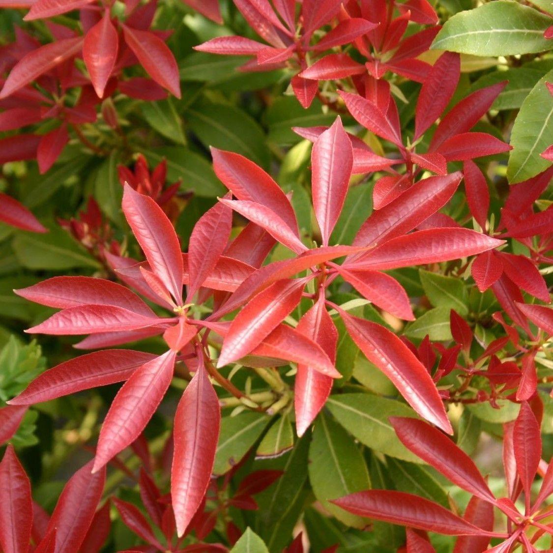 Pieris Japonica 'red Mill' - View 14 from www redcrocus com