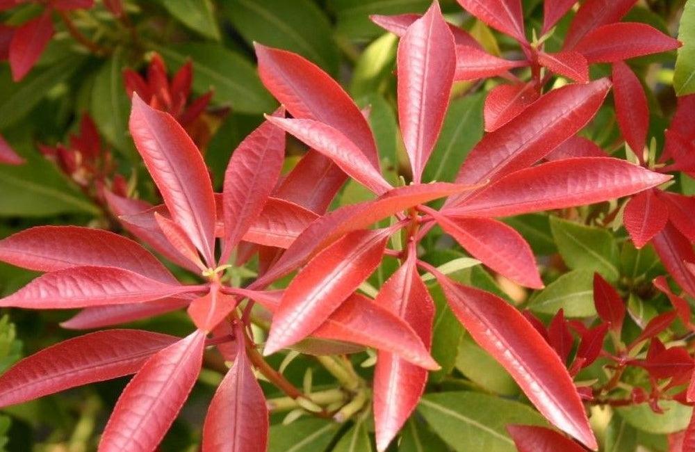 Pieris Japonica 'red Mill' - View 15 from www redcrocus com