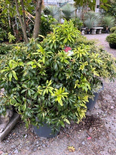 Pieris Japonica 'red Mill' - View 16 from www redcrocus com
