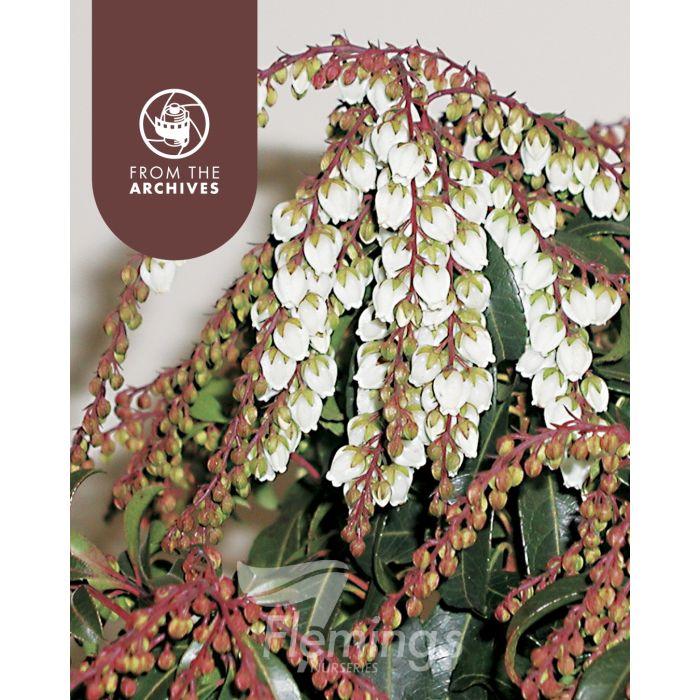 Pieris Japonica 'red Mill' - View 17 from www redcrocus com