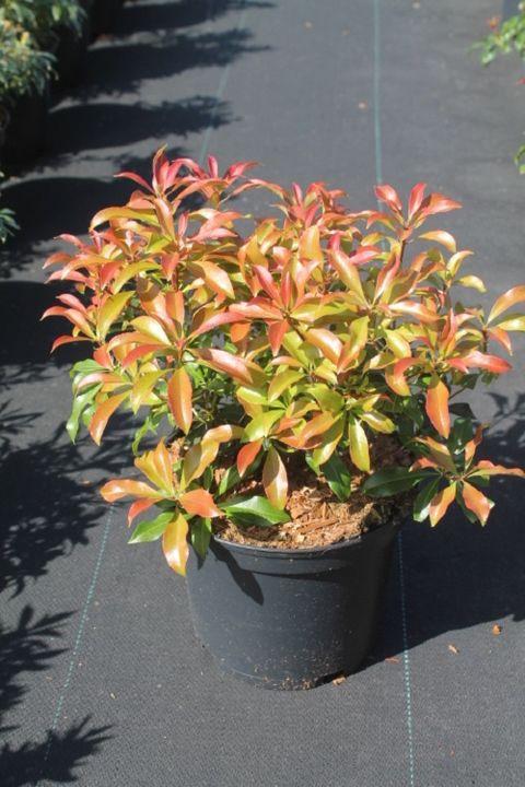 Pieris Japonica 'red Mill' - View 19 from www redcrocus com