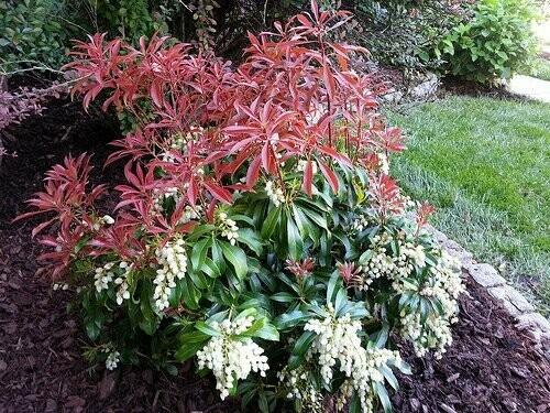 Pieris Japonica 'red Mill' - View 1 from www redcrocus com