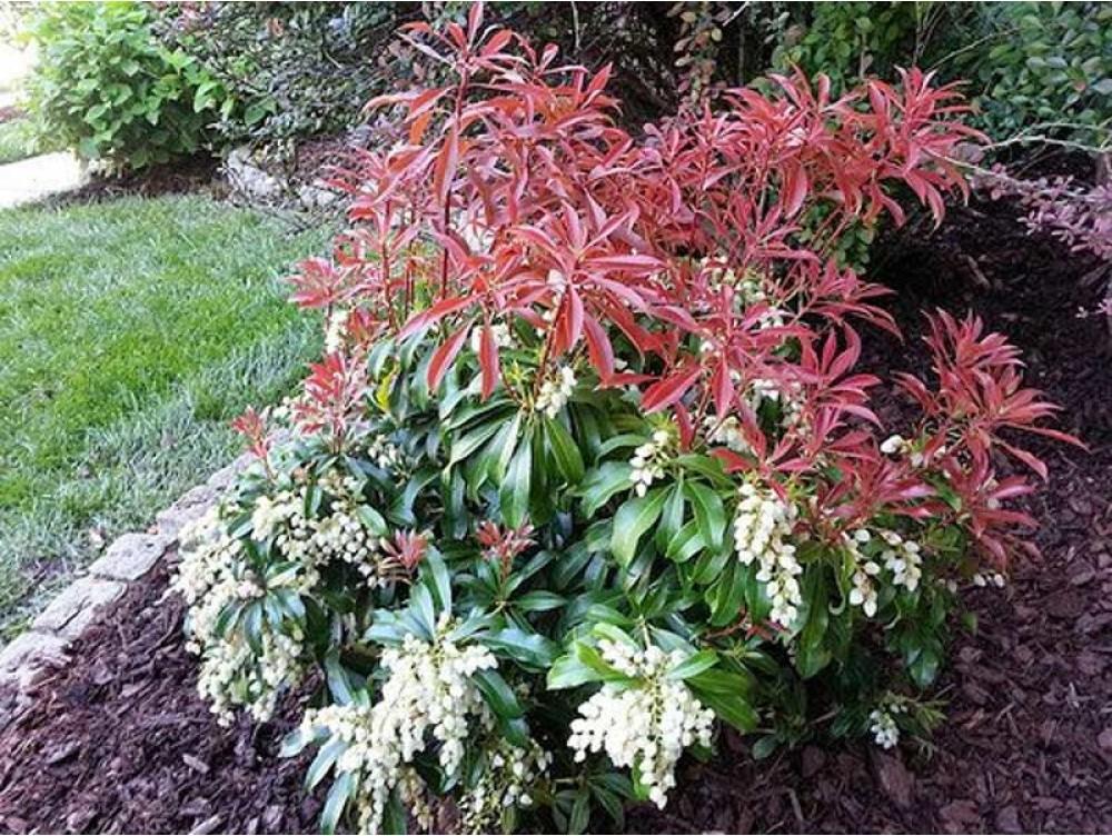 Pieris Japonica 'red Mill' - View 20 from www redcrocus com