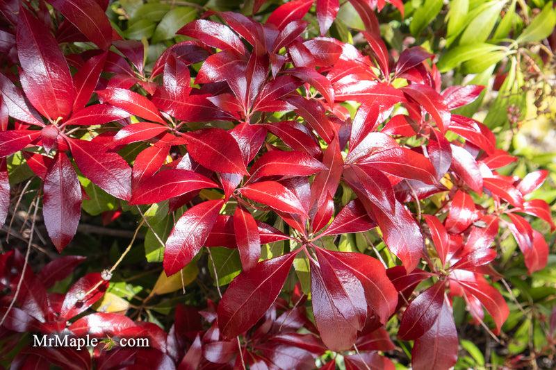 Pieris Japonica 'red Mill' - View 23 from www redcrocus com