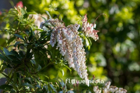Pieris Japonica 'red Mill' - View 26 from www redcrocus com