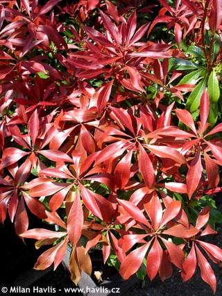 Pieris Japonica 'red Mill' - View 27 from www redcrocus com