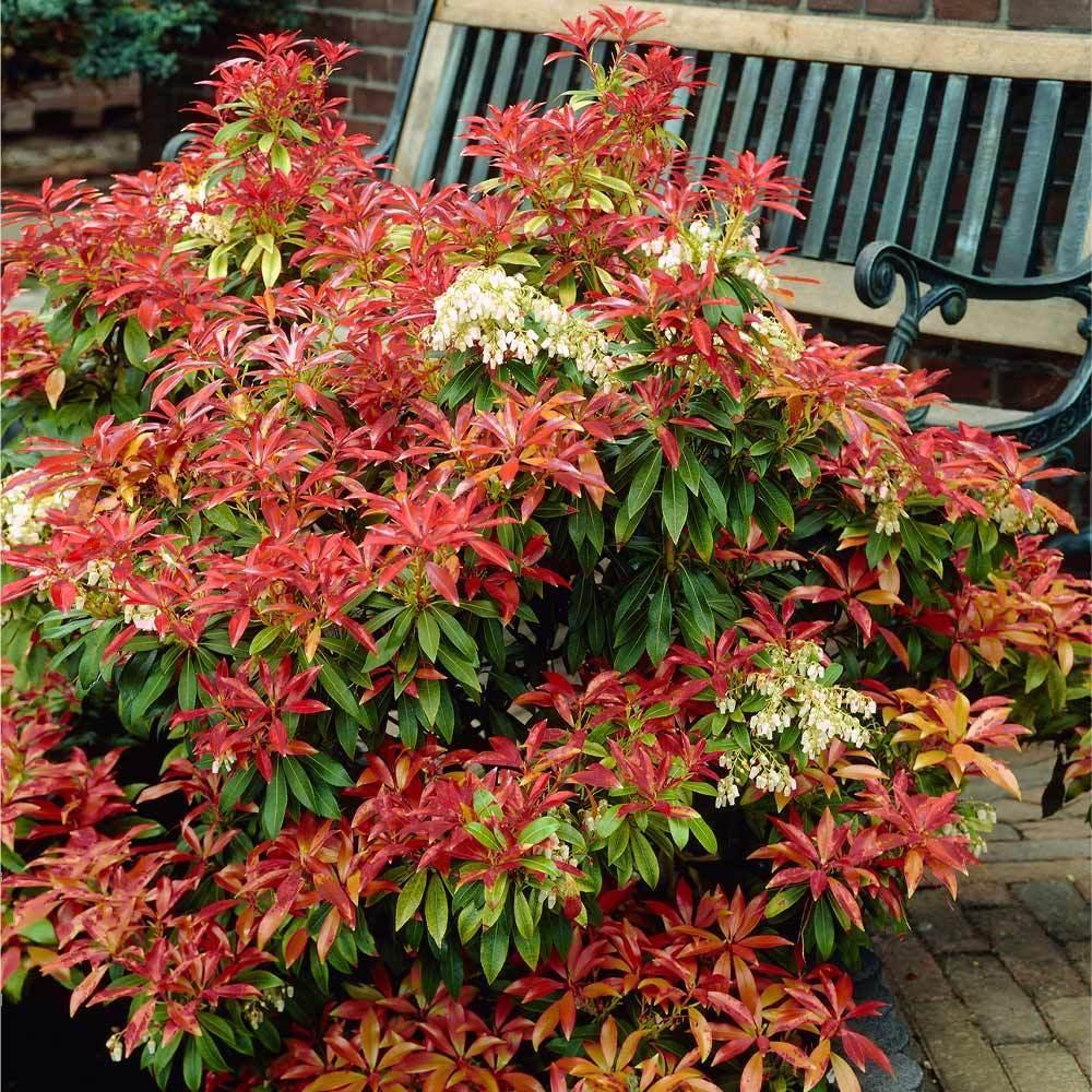 Pieris Japonica 'red Mill' - View 28 from www redcrocus com