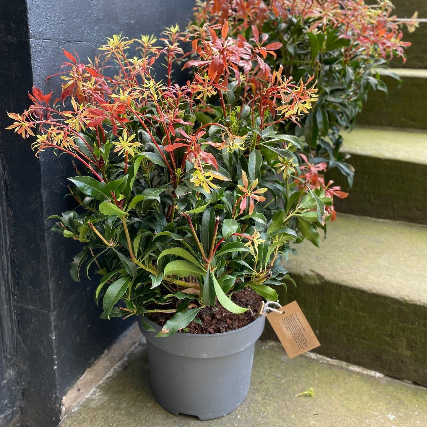 Pieris Japonica 'red Mill' - View 2 from www redcrocus com