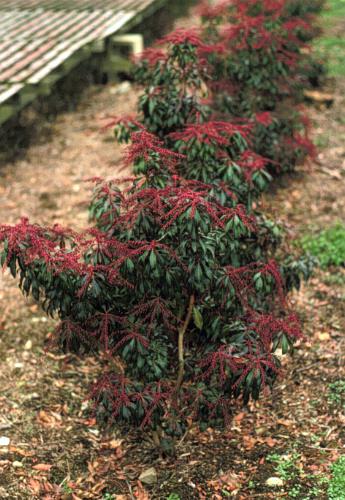 Pieris Japonica 'red Mill' - View 30 from www redcrocus com