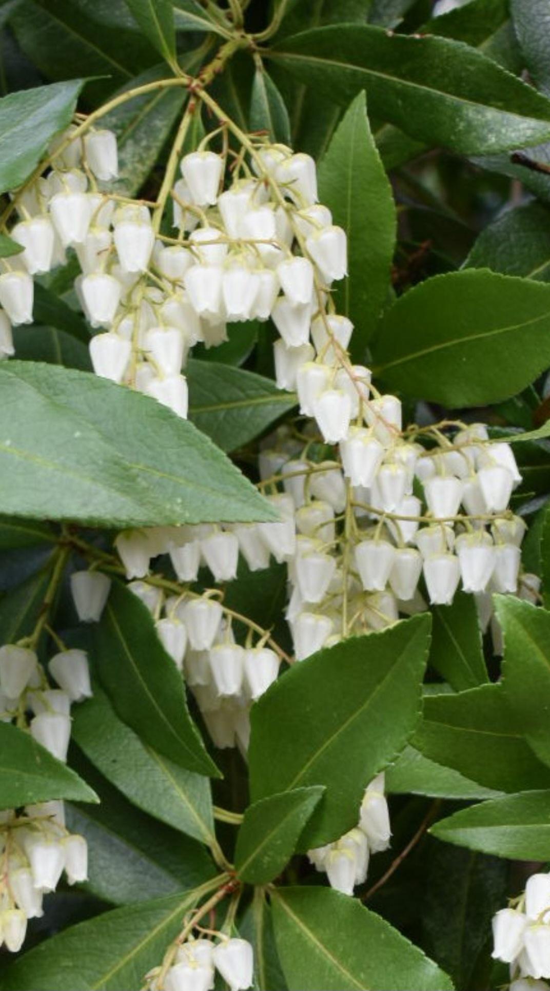 Pieris Japonica 'red Mill' - View 32 from www redcrocus com