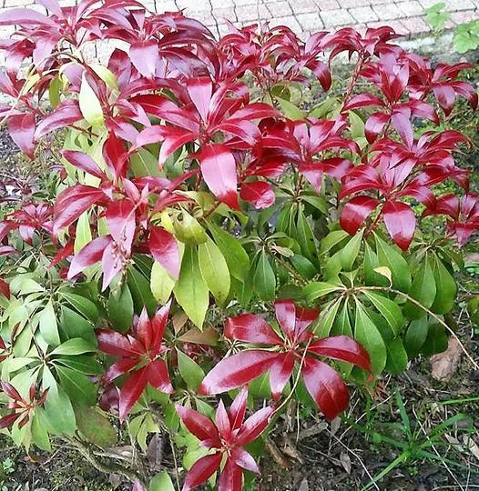 Pieris Japonica 'red Mill' - View 3 from www redcrocus com