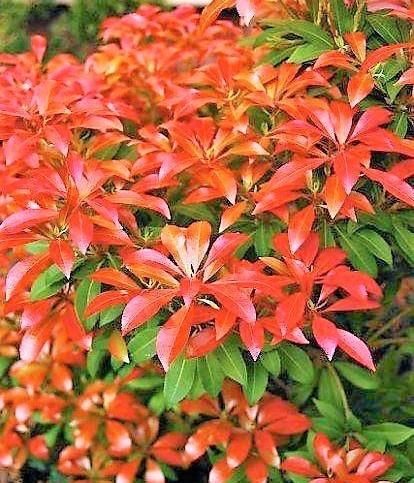 Pieris Japonica 'red Mill' - View 6 from www redcrocus com