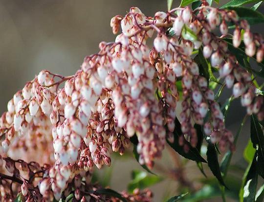 Pieris Japonica 'red Mill' - View 7 from www redcrocus com