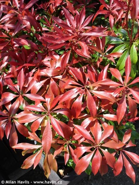 Pieris Japonica 'red Mill' - View 8 from www redcrocus com