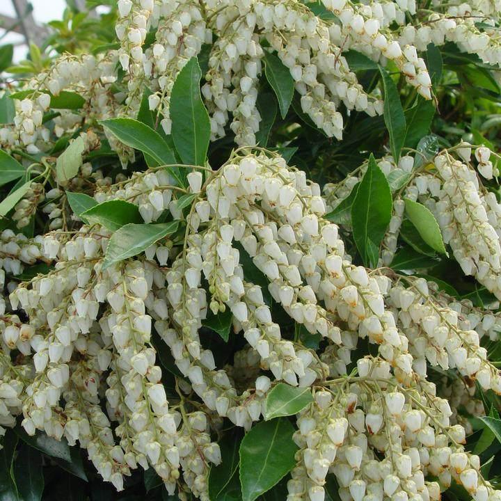 Pieris Japonica 'red Mill' - View 9 from www redcrocus com