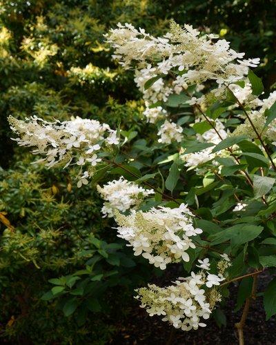 Hydrangea Paniculata Tardiva - View 14 from www redcrocus com