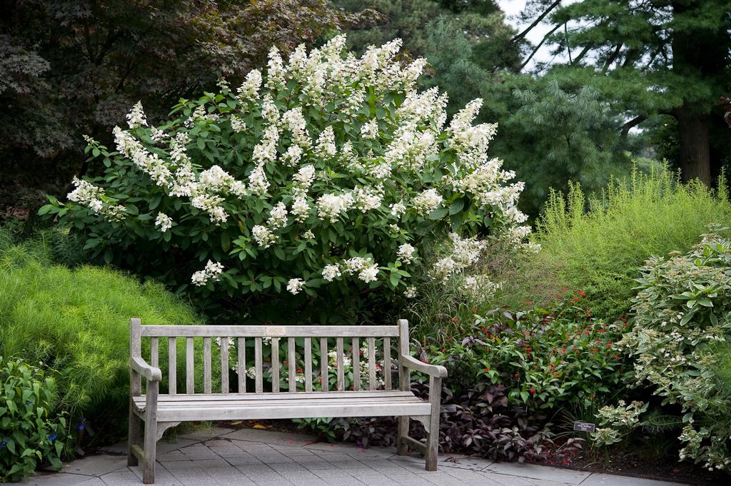 Hydrangea Paniculata Tardiva - View 15 from www redcrocus com