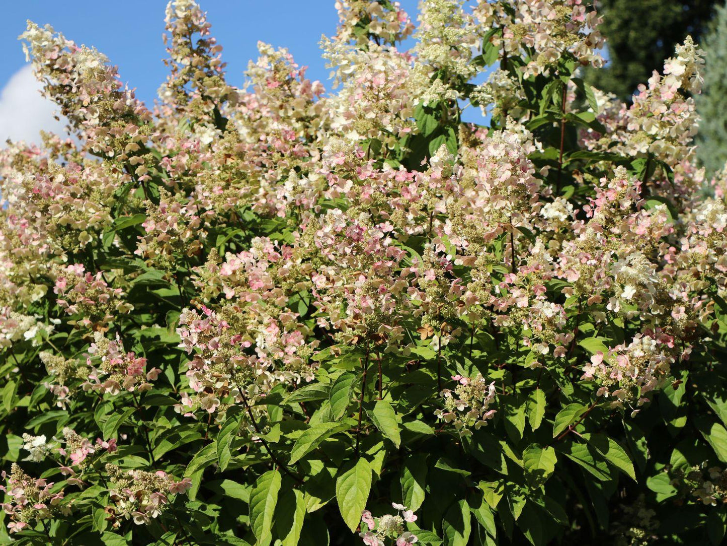 Hydrangea Paniculata Tardiva - View 19 from www redcrocus com