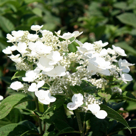 Hydrangea Paniculata Tardiva - View 1 from www redcrocus com