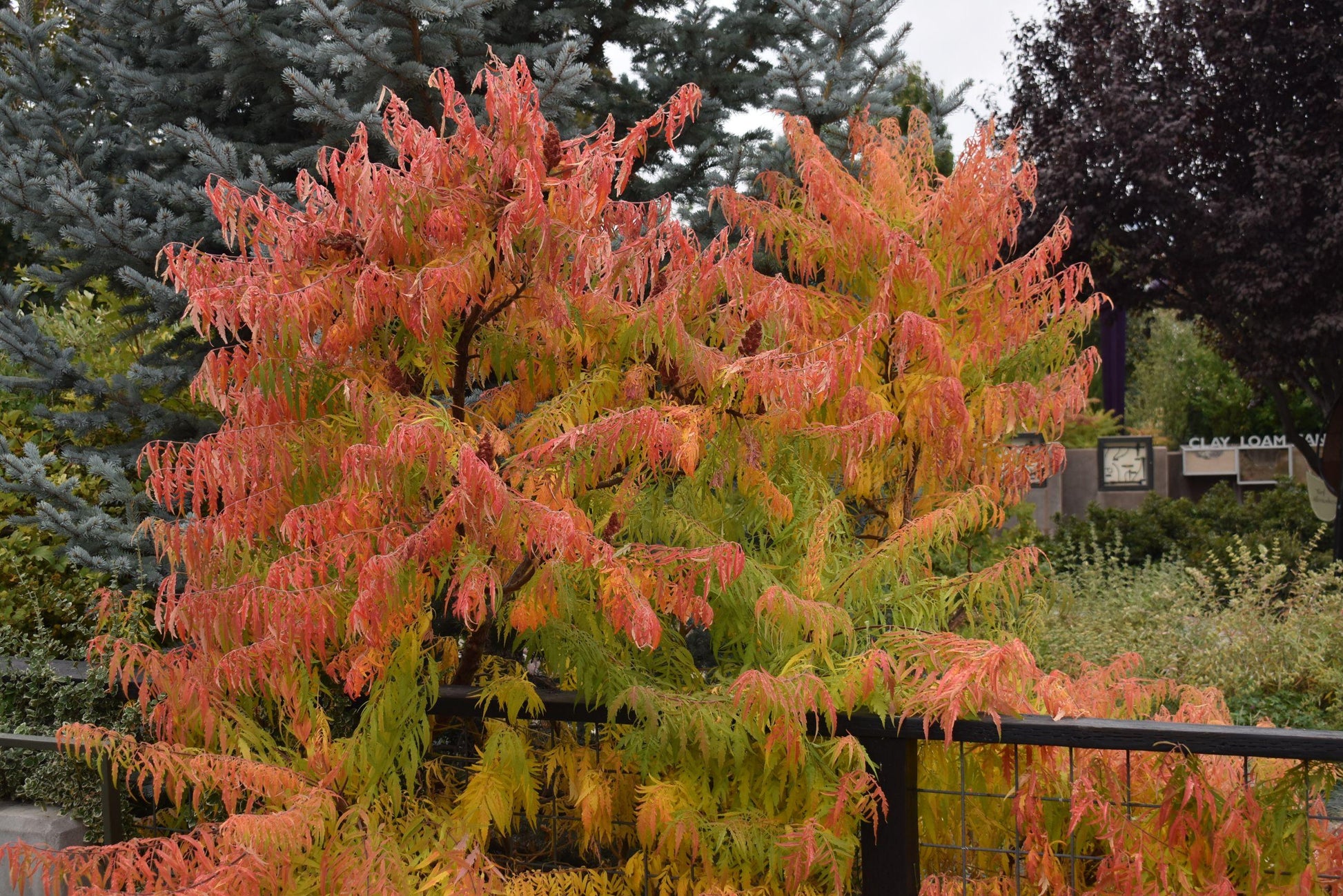Rhus Typhina Tiger Eyes - View 10 from www redcrocus com
