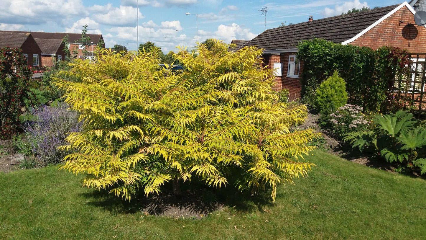 Rhus Typhina Tiger Eyes - View 14 from www redcrocus com