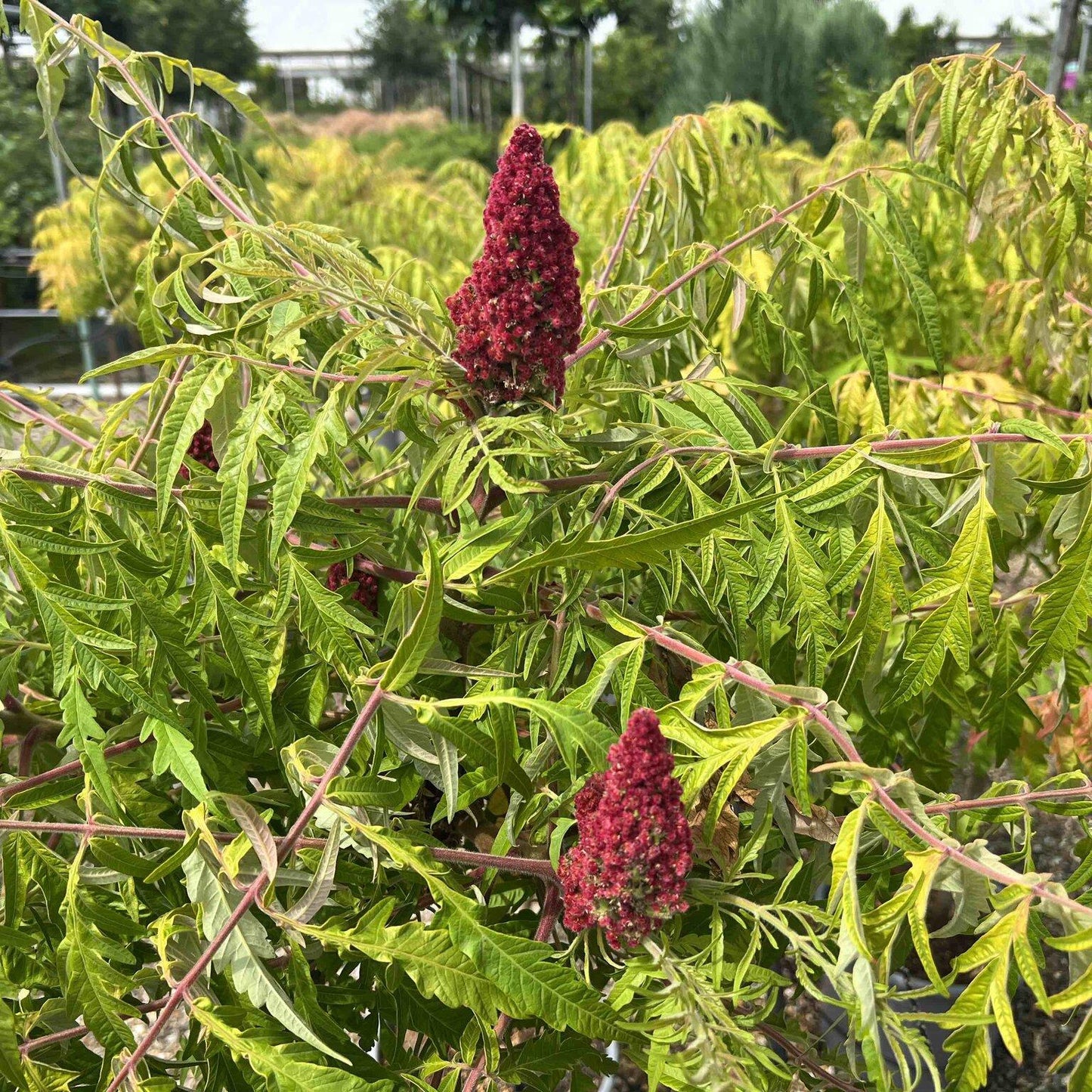 Rhus Typhina Tiger Eyes - View 15 from www redcrocus com