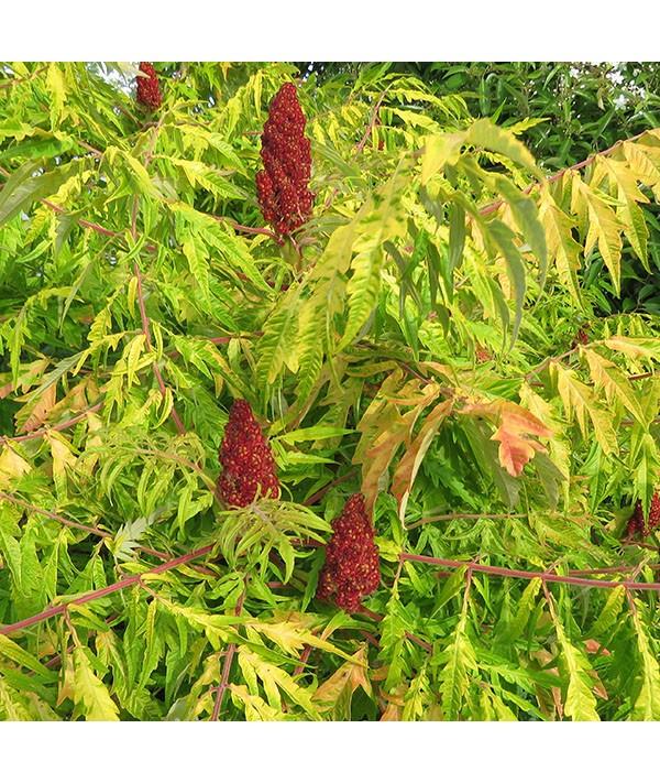 Rhus Typhina Tiger Eyes - View 19 from www redcrocus com