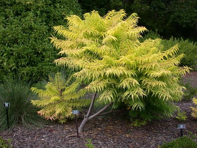 Rhus Typhina Tiger Eyes - View 3 from www redcrocus com