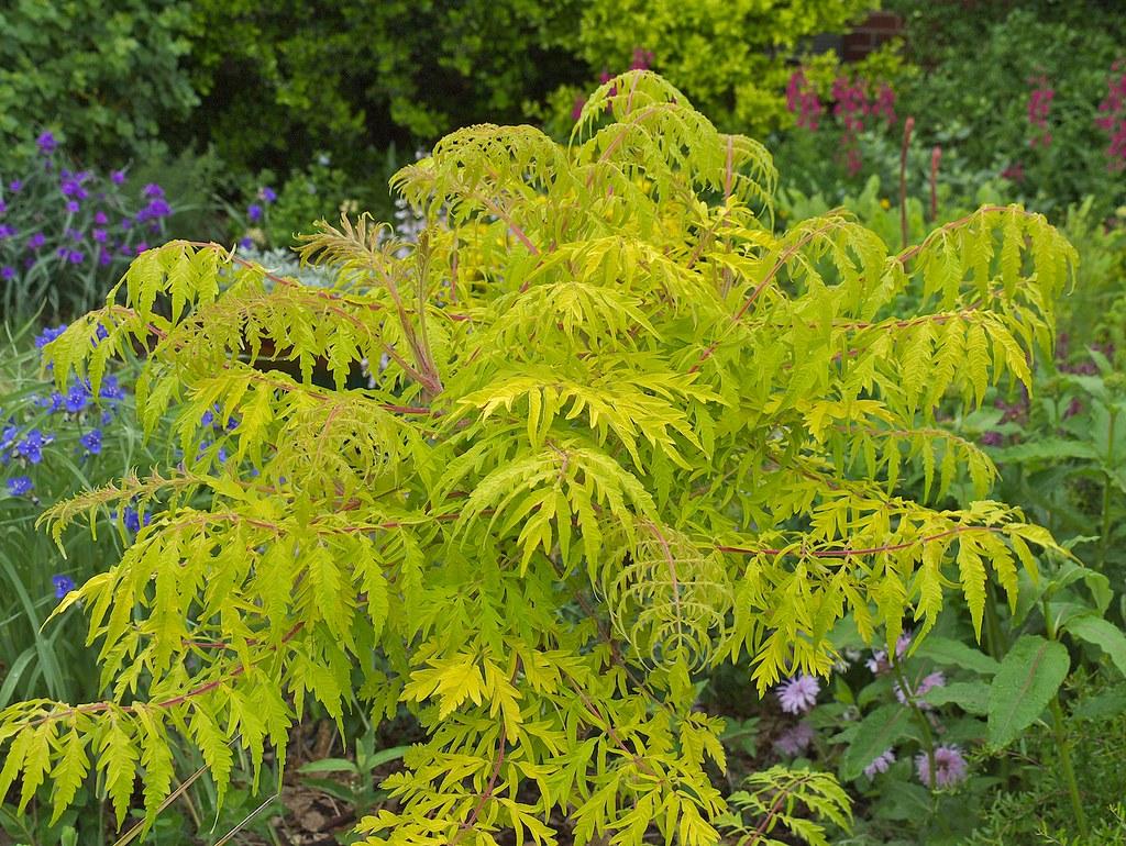 Rhus Typhina Tiger Eyes - View 8 from www redcrocus com