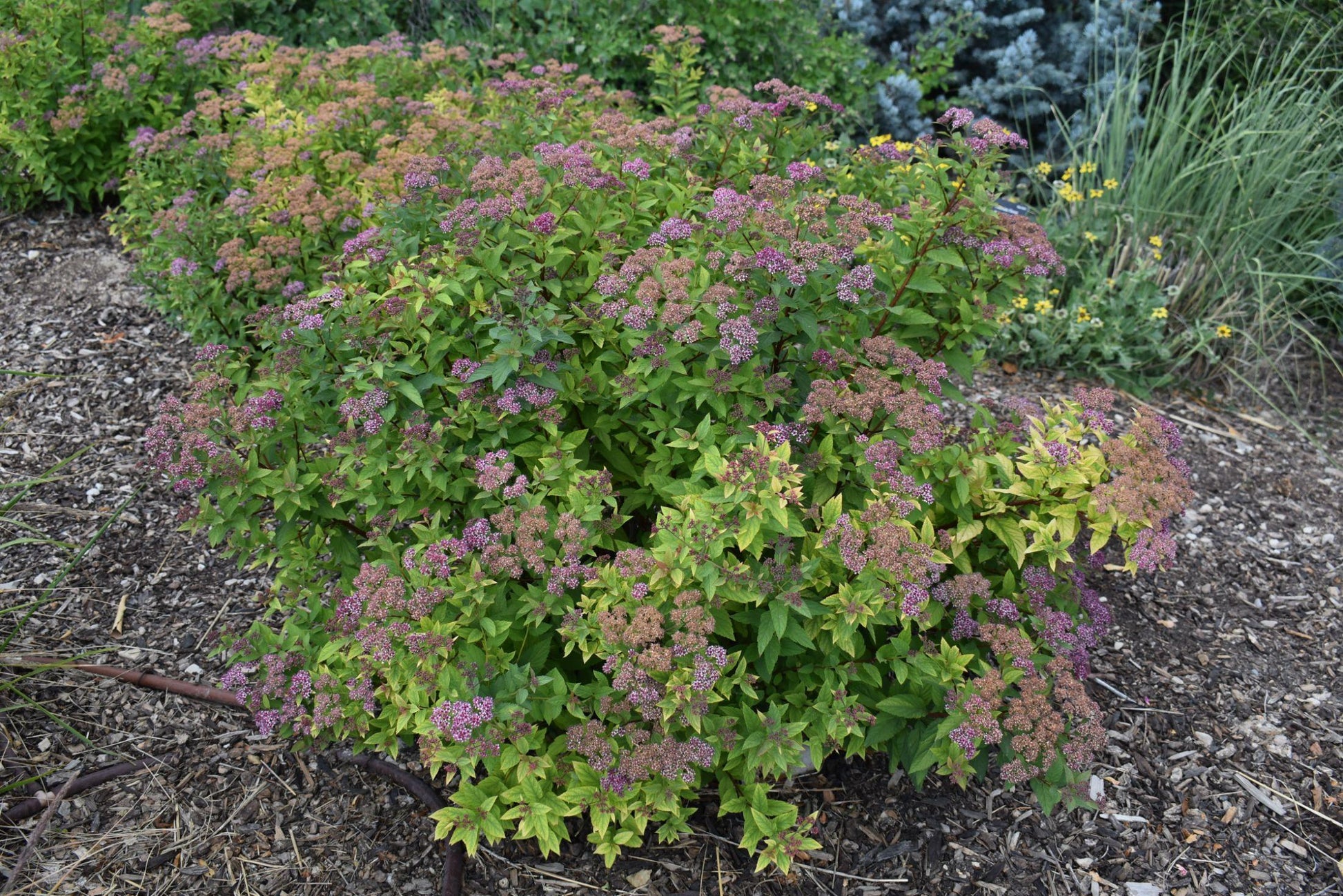 Spirea Japonica Neon Flash - View 11 from www redcrocus com