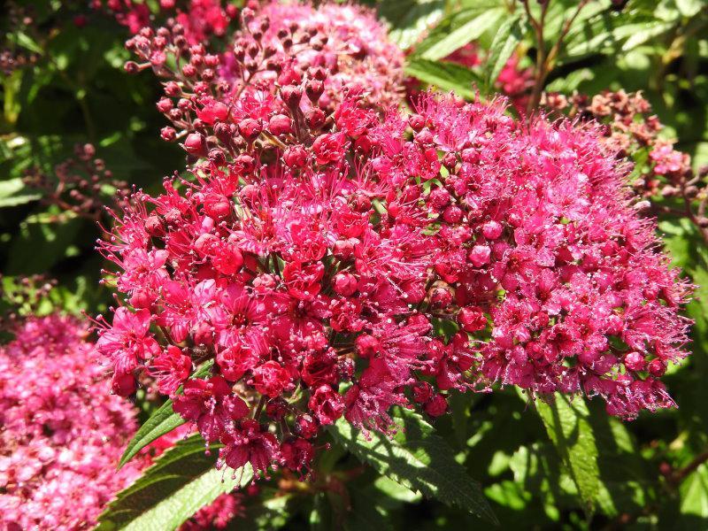 Spirea Japonica Neon Flash - View 12 from www redcrocus com