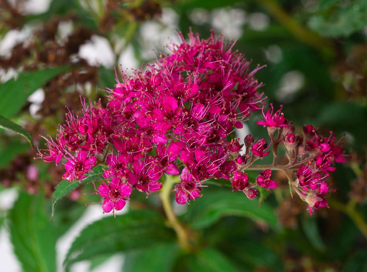 Spirea Japonica Neon Flash - View 13 from www redcrocus com