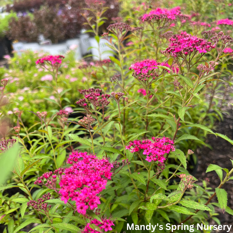Spirea Japonica Neon Flash - View 13 from www redcrocus com