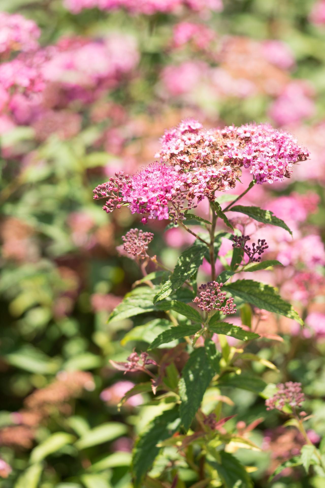 Spirea Japonica Neon Flash - View 14 from www redcrocus com