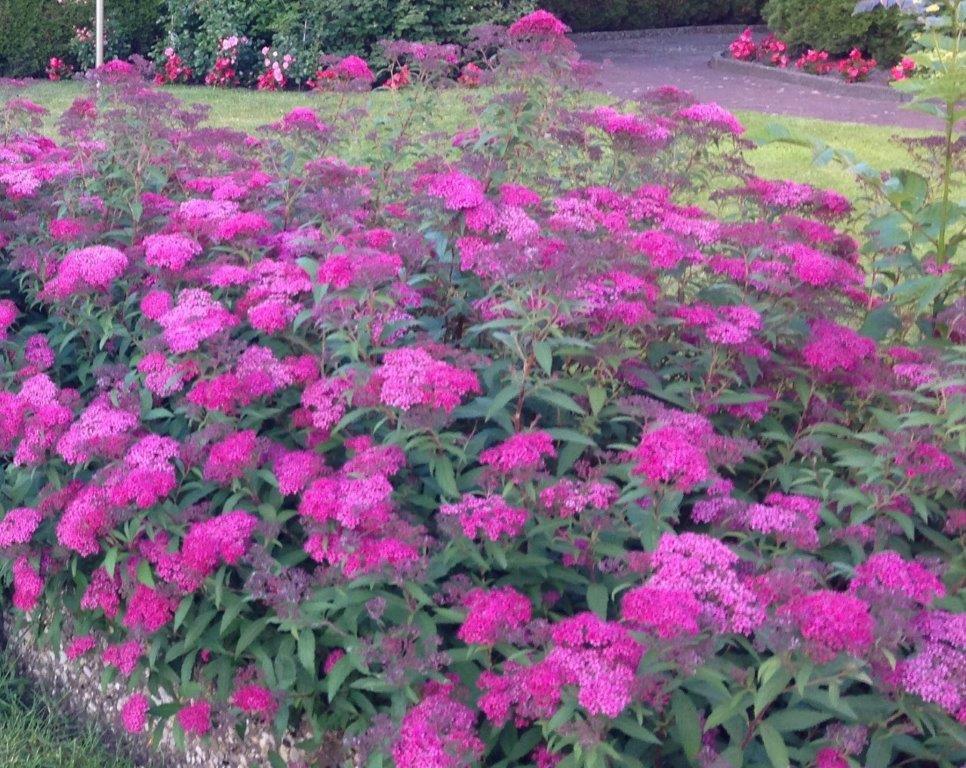 Spirea Japonica Neon Flash - View 15 from www redcrocus com